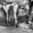 Close up of a goat head